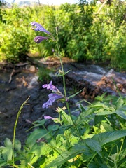 Nepeta sibirica