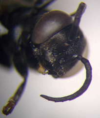 Tachysphex psammobius