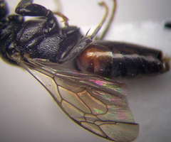 Tachysphex psammobius