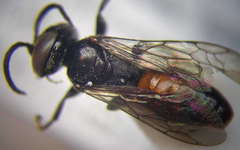 Tachysphex psammobius