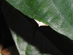 Prophantis