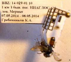 Tachysphex psammobius