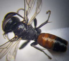 Tachysphex psammobius