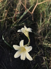 Cyrtanthus loddigesianus