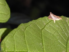 Prophantis