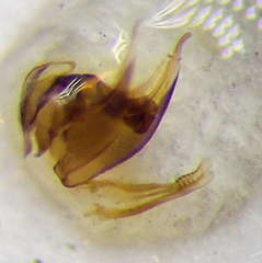 Tachysphex psammobius