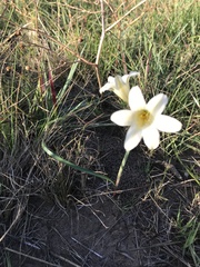 Cyrtanthus loddigesianus