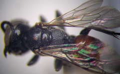 Tachysphex psammobius