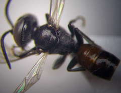 Tachysphex psammobius