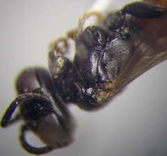 Tachysphex psammobius