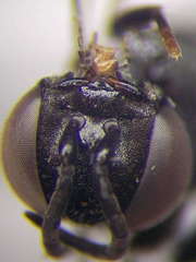 Tachysphex psammobius