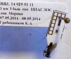 Tachysphex psammobius