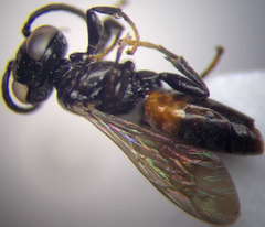 Tachysphex psammobius