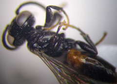 Tachysphex psammobius