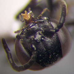 Tachysphex psammobius