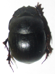 Metacatharsius opacus