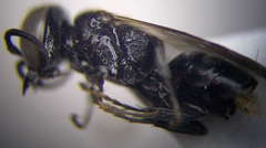 Tachysphex spretus