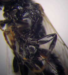Tachysphex spretus
