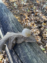 Atrusca quercuscentricola