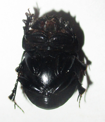 Metacatharsius opacus