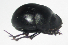 Metacatharsius opacus
