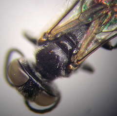 Tachysphex spretus
