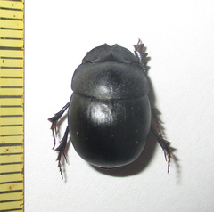 Metacatharsius opacus