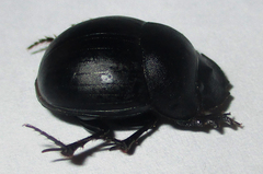 Metacatharsius opacus