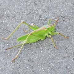 Tettigonia orientalis