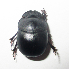 Metacatharsius opacus