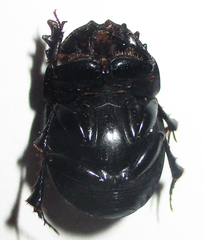 Metacatharsius opacus