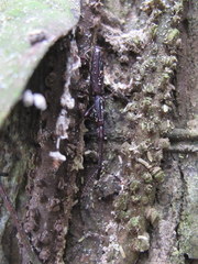 Brentinae