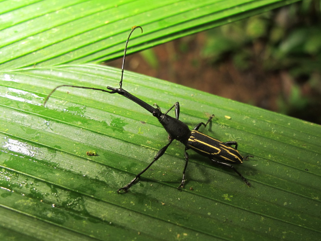 Nemorhinus