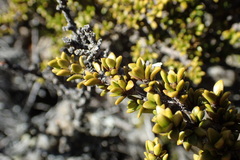 Coprosma fowerakeri