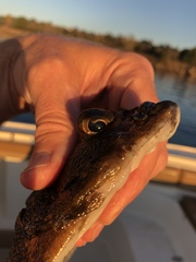 Lepidopsetta bilineata
