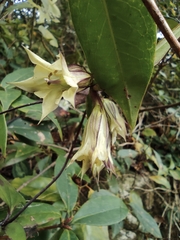 Tripterospermum chinense