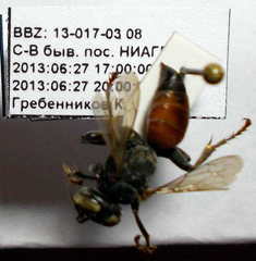 Tachysphex subdentatus