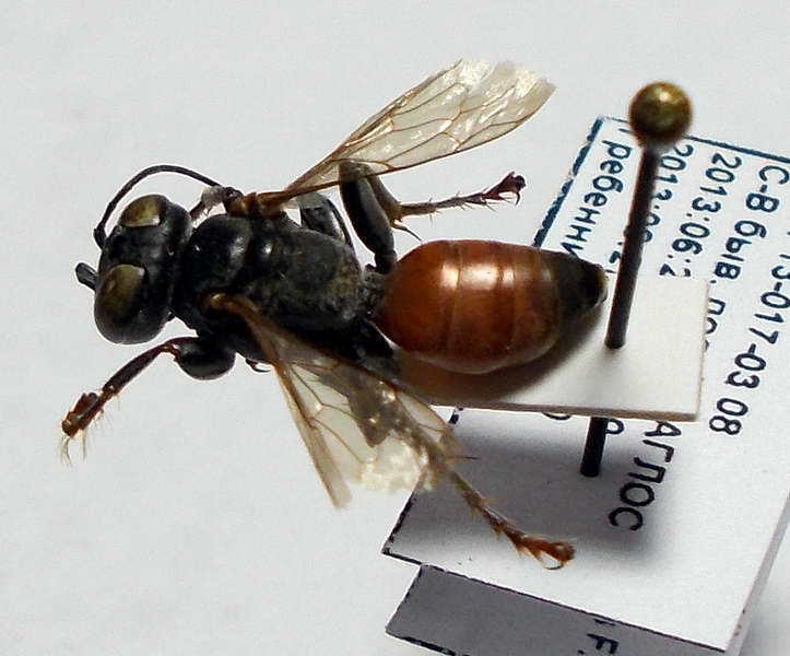 Tachysphex subdentatus