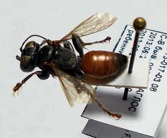 Tachysphex subdentatus