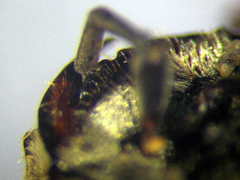 Tachysphex subdentatus