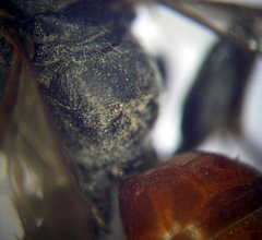 Tachysphex subdentatus