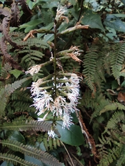 Ainsliaea macroclinidioides