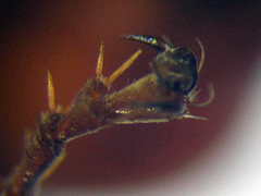 Tachysphex subdentatus