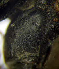 Tachysphex subdentatus