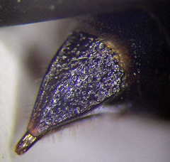 Tachysphex subdentatus