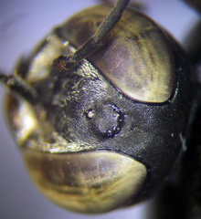 Tachysphex subdentatus