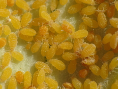 Baizongia pistaciae