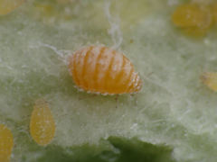 Baizongia pistaciae