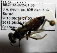 Tachysphex subdentatus