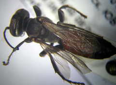 Tachysphex subdentatus